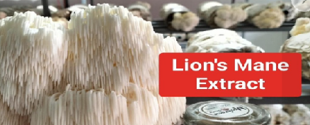 Lions Mane in Singapore